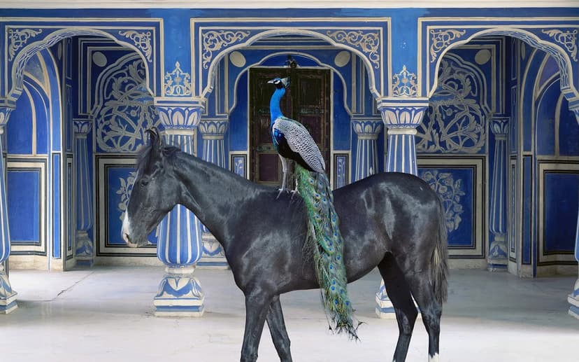 Karen Knorr au musée Delacroix — Exhibition · Paris