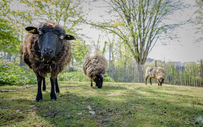 Soigneur d'un jour à la ferme pédagogique René Binet (18e) — Kids · Paris