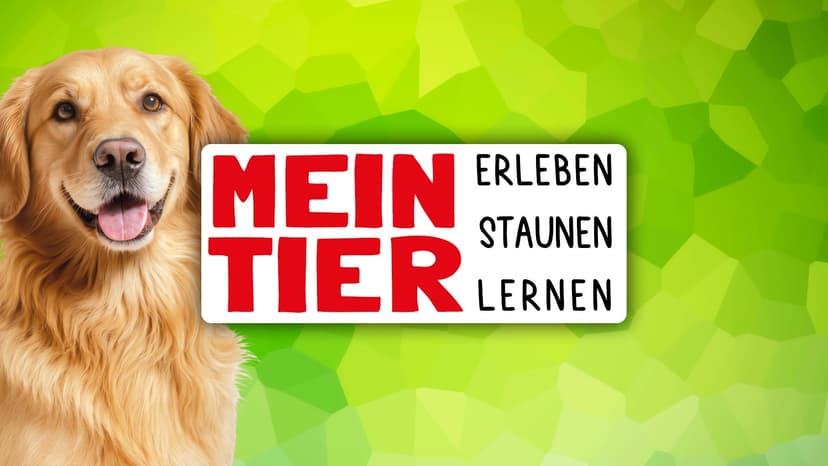 Mein Tier — Festival · Oldenburg