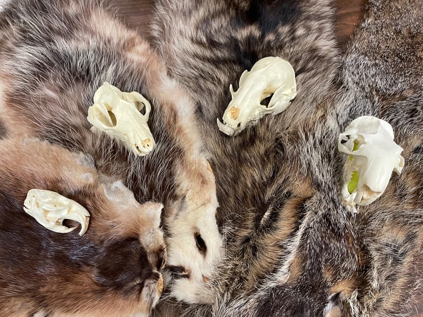 Match That Mammal! (Peaks of Otter Visitor Center - Milepost 86)